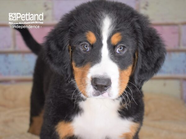 Bernese Mountain Dog DOG Female Black and Rust 3055 Petland Independence, Missouri