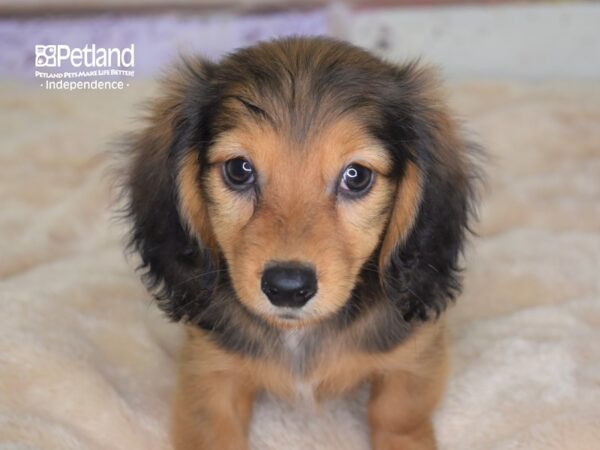 Dachshund-DOG-Female-Red-3057-Petland Independence, Missouri