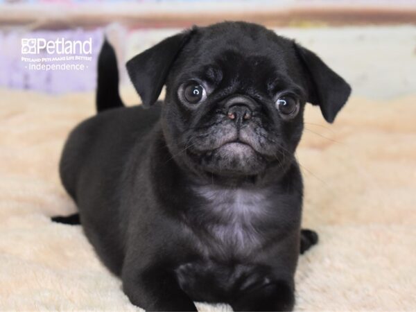 Pug DOG Female Black 3056 Petland Independence, Missouri