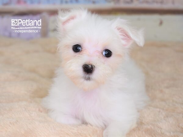 Maltese DOG Female 3048 Petland Independence, Missouri