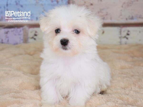 Maltese DOG Male 3049 Petland Independence, Missouri