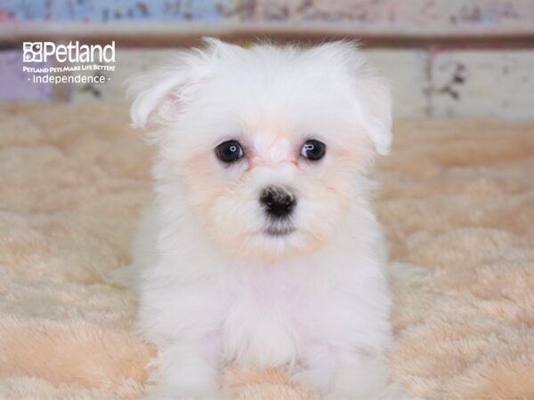 Maltese-DOG-Male--3047-Petland Independence & Lee's Summit, MO