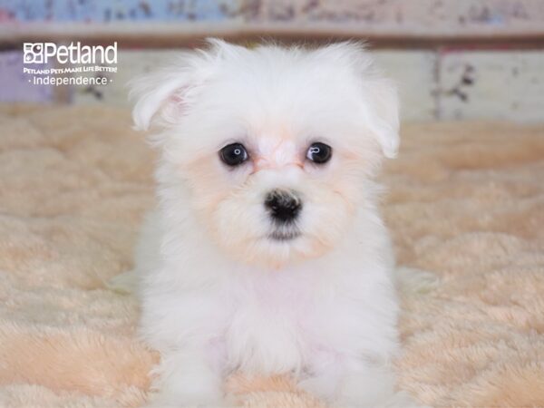 Maltese DOG Male 3047 Petland Independence, Missouri