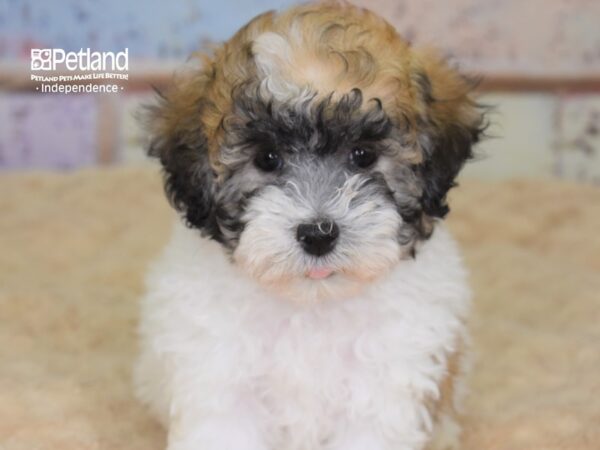 Havapoo DOG Male Brown & White 3066 Petland Independence, Missouri