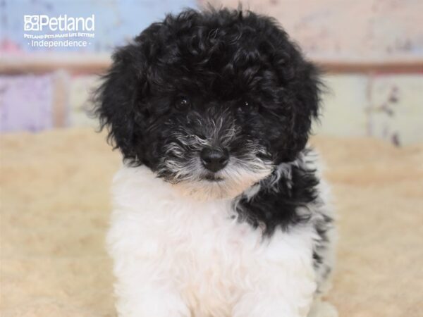 Havapoo DOG Female Black & White 3067 Petland Independence, Missouri