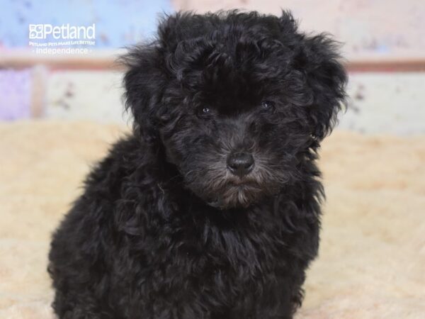 Havapoo DOG Female Black 3068 Petland Independence, Missouri