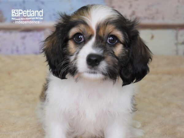 Havalier DOG Female Brown & White 3070 Petland Independence, Missouri