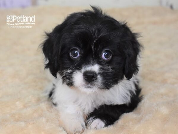 Havalier DOG Male Black & White 3069 Petland Independence, Missouri