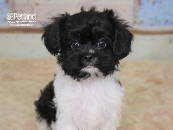 Havalier-DOG-Female-Black & White-3071-Petland Independence, Missouri