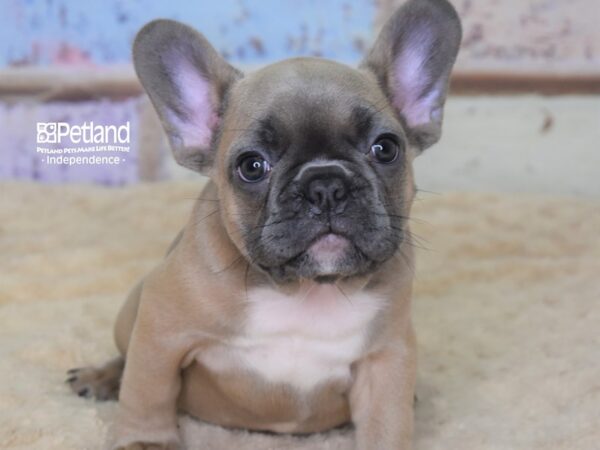 French Bulldog DOG Female Blue Fawn 3073 Petland Independence, Missouri