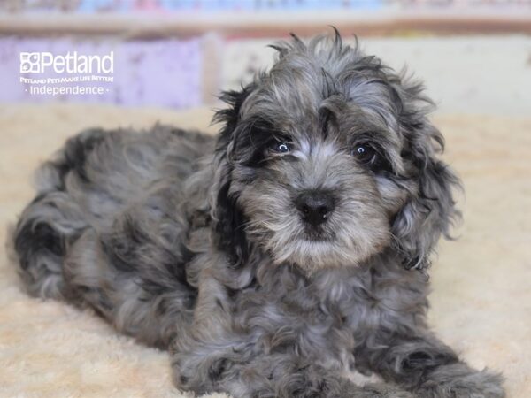 Cockapoo 2nd gen DOG Female Blue Roan 3075 Petland Independence, Missouri