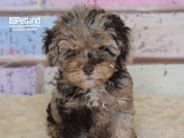 Cockapoo 2nd gen DOG Female Red Roan 3076 Petland Independence, Missouri