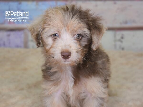 Miniature Aussiedoodle-DOG-Female-Red Merle-3081-Petland Independence & Lee's Summit, MO
