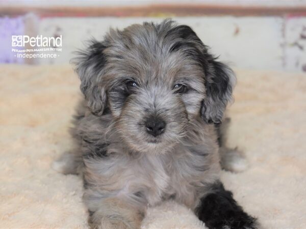 Miniature Aussiedoodle DOG Female Blue Merle 3079 Petland Independence, Missouri