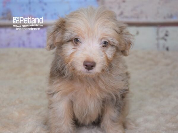 Miniature Aussiedoodle-DOG-Female-Red Merle-3082-Petland Independence & Lee's Summit, MO