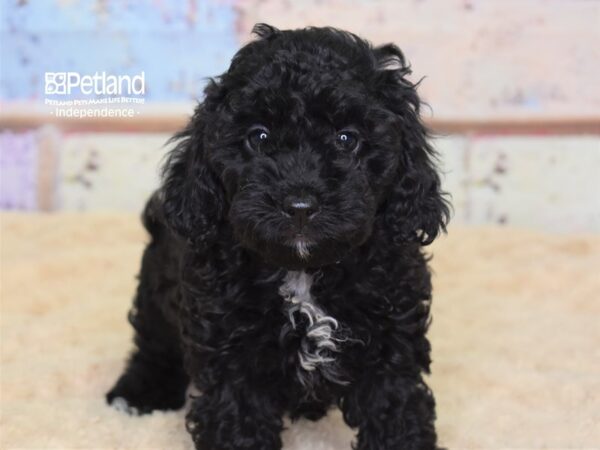 Cockapoo 2nd gen DOG Female Black 3078 Petland Independence, Missouri