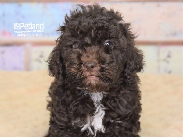 Cockapoo 2nd gen-DOG-Female-Chocolate-3077-Petland Independence & Lee's Summit, MO