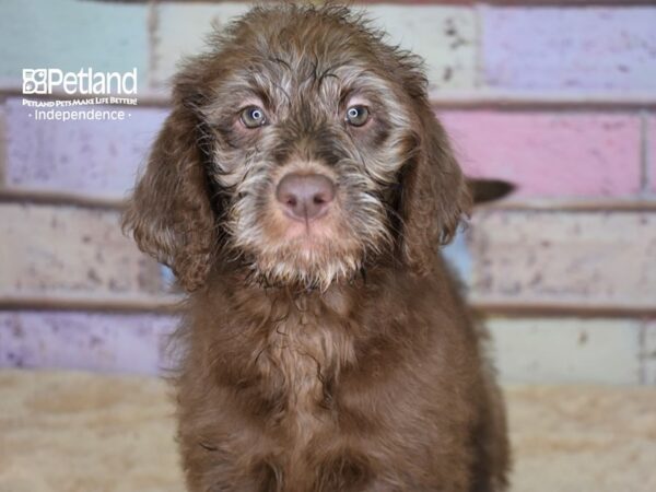 Labradoodle-DOG-Female-Chocolate-3096-Petland Independence, Missouri