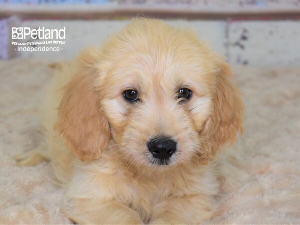 Miniature Goldendoodle DOG Male Golden 3083 Petland Independence, Missouri