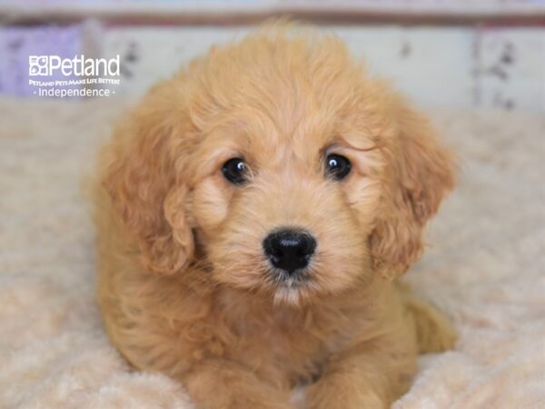 Miniature Goldendoodle-DOG-Female-Golden-3084-Petland Independence & Lee's Summit, MO