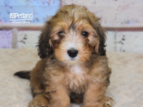 Miniature Bernadoodle-DOG-Male--3085-Petland Independence, Missouri