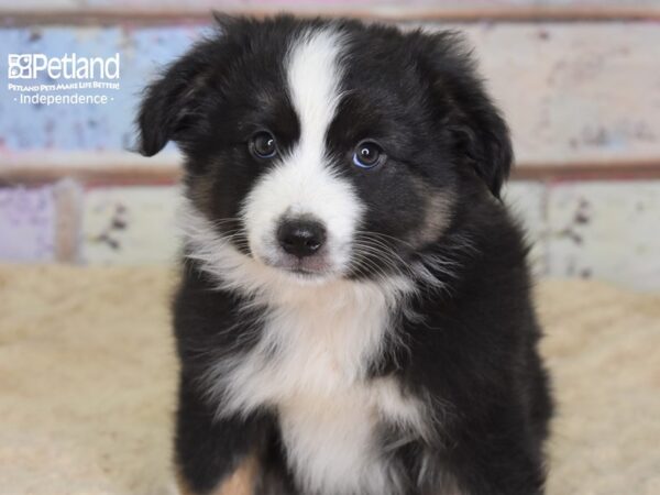 Miniature Australian Shepherd DOG Male Black Tri 3100 Petland Independence, Missouri