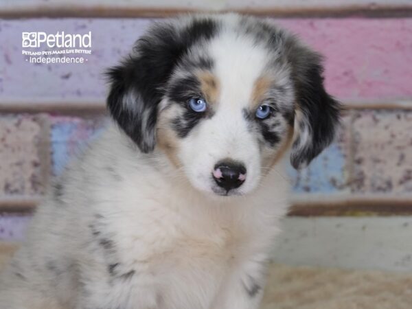 Miniature Australian Shepherd-DOG-Male-Blue Merle-3101-Petland Independence & Lee's Summit, MO