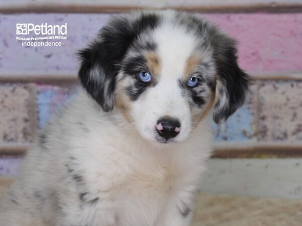 Miniature Australian Shepherd DOG Male Blue Merle 3101 Petland Independence, Missouri