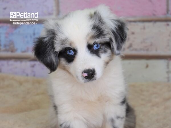 Miniature Australian Shepherd-DOG-Male-Blue Merle-3102-Petland Independence & Lee's Summit, MO