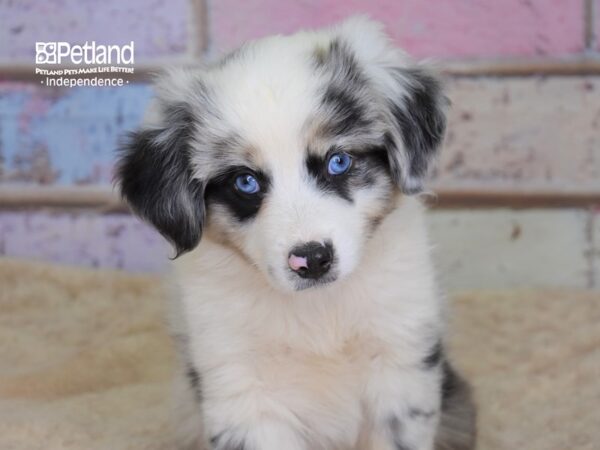 Miniature Australian Shepherd-DOG-Male-Blue Merle-3102-Petland Independence, Missouri