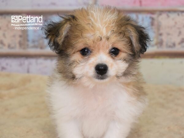 Pom-A-Poo DOG Female Sable & White 3099 Petland Independence, Missouri