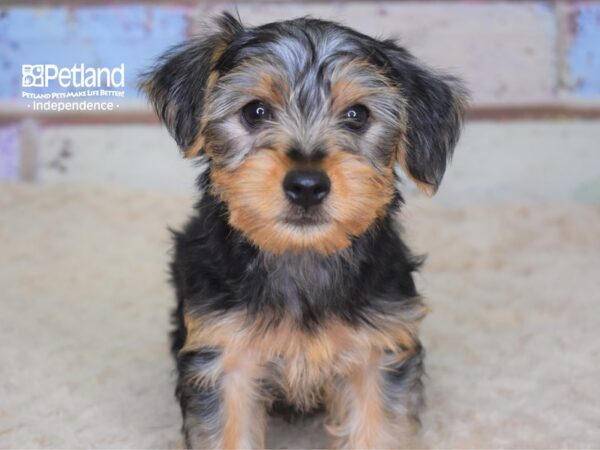 Yorkshire Terrier-DOG-Male-Black & Tan-3098-Petland Independence, Missouri