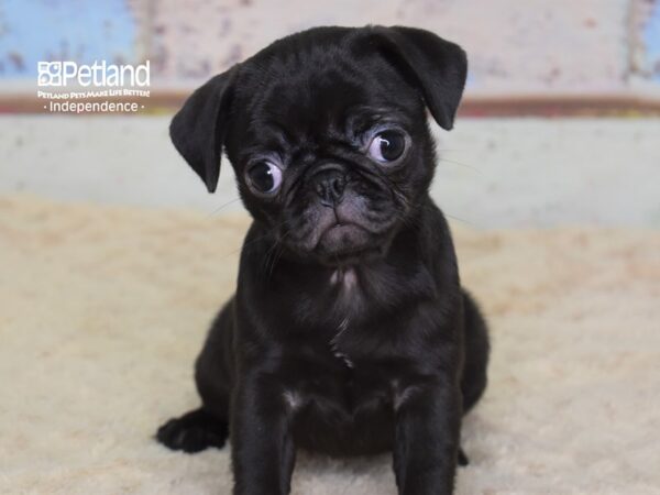 Pug DOG Female Black 3105 Petland Independence, Missouri