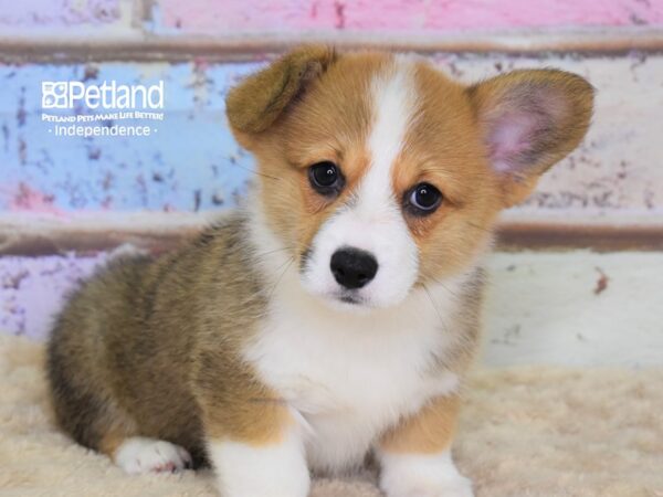 Pembroke Welsh Corgi-DOG-Female-Sable-3104-Petland Independence, Missouri