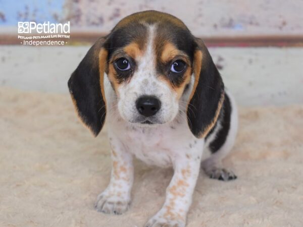 Beagle-DOG-Female-Black Tan and Red Ticked-3103-Petland Independence, Missouri