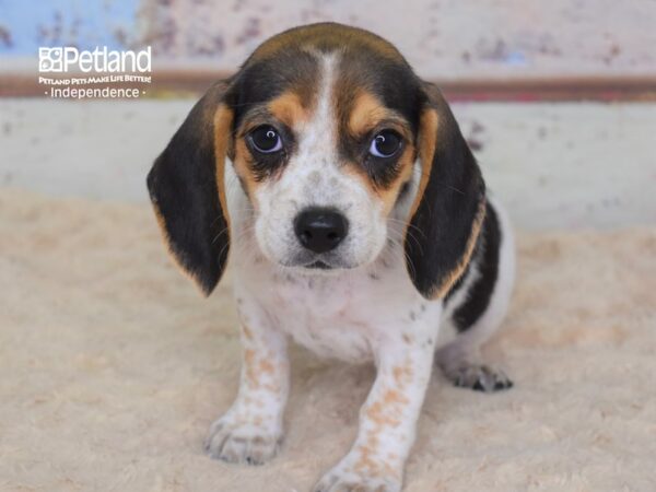 Beagle DOG Female Black Tan and Red Ticked 3103 Petland Independence, Missouri