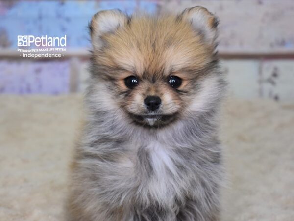 Pomeranian DOG Female Orange Sable 3108 Petland Independence, Missouri