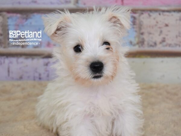 West Highland White Terrier DOG Male White 3107 Petland Independence, Missouri