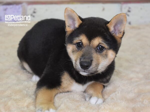 Shiba Inu-DOG-Female-Black and Tan-3106-Petland Independence & Lee's Summit, MO