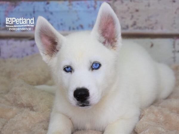 Siberian Husky DOG Female White 3088 Petland Independence, Missouri