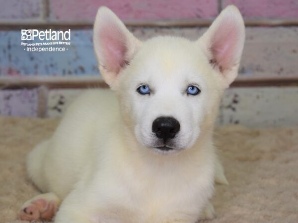 Siberian Husky DOG Male White 3091 Petland Independence, Missouri