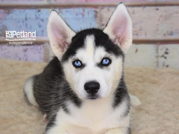 Siberian Husky DOG Female Black & White 3092 Petland Independence, Missouri