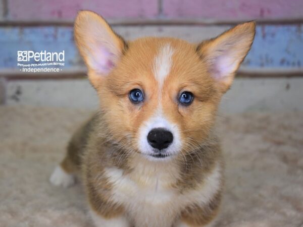 Pembroke Welsh Corgi DOG Male Red & White 3109 Petland Independence, Missouri