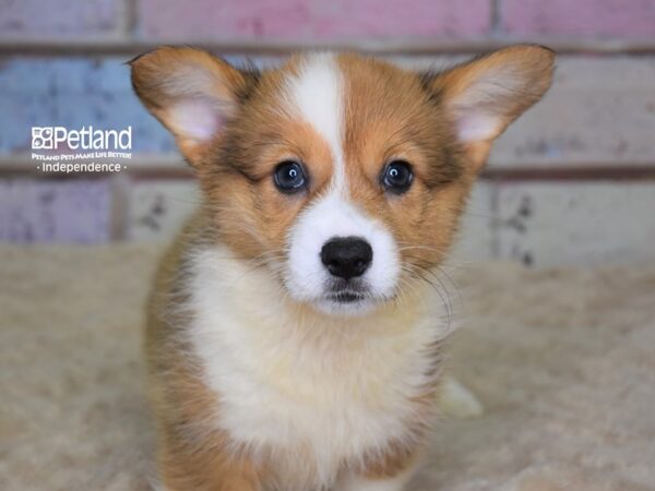 Pembroke Welsh Corgi-DOG-Female-Red & White-3110-Petland Independence, Missouri