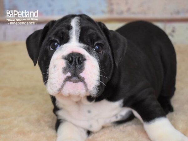English Bulldog-DOG-Male-Black & White-3122-Petland Independence & Lee's Summit, MO