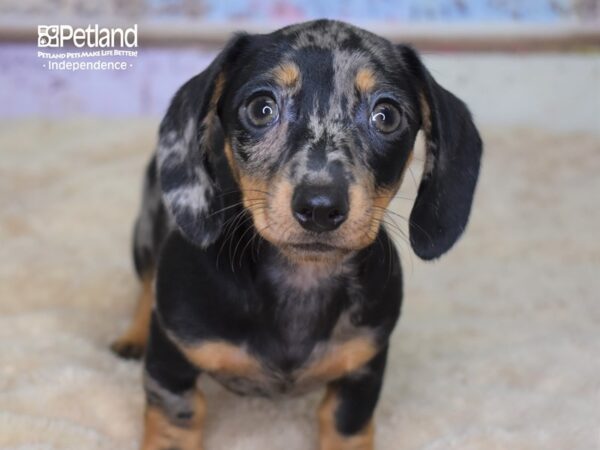 Dachshund-DOG-Female-Black & Tan Dapple-3119-Petland Independence, Missouri