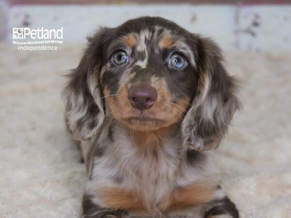 Dachshund-DOG-Female-Chocolate & Tan Dapple-3118-Petland Independence, Missouri