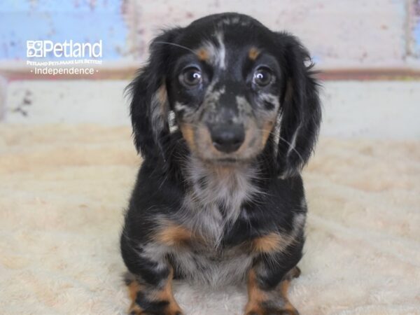 Dachshund DOG Male Black & Tan Dapple 3117 Petland Independence, Missouri