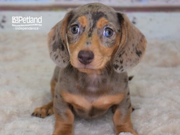 Dachshund DOG Male Chocolate & Tan Dapple 3116 Petland Independence, Missouri