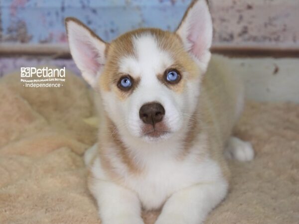 Siberian Husky DOG Female Red & White 3089 Petland Independence, Missouri